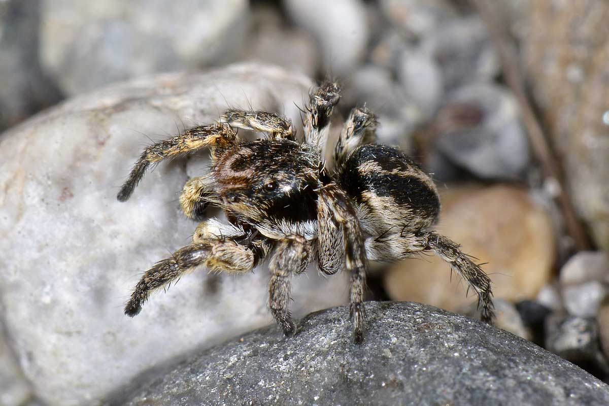 Aelurillus v-insignatus - San Giorio di Susa (TO)